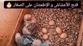 فيديو جديد ليوم لفراخ البادجي وفتح الاعشاش والاطمئنان على الصغار🦜🐣👍