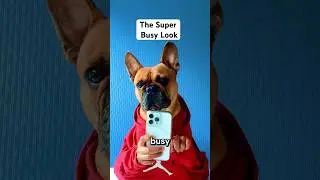 Diary of a Busy Bee #viral #funny #comedy #short #shorts #reels #video #videos #dog #cute #love