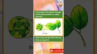 #stomata kya hai | रंध्र किसे कहते है #science | Biology_botany