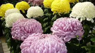 Amazing and Most Beautiful Chrysanthemum Flower Show | National Flower of Japan | Flower of November