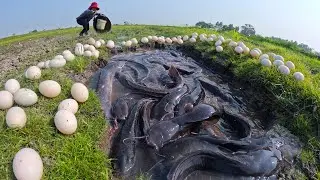 Wild Fishing Techniques: Catching Big Catfish with Primitive Methods
