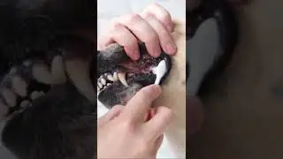 Pet Beauty Routine: The Fun and Furry Side #PetsBeautyRoutines #iStockFootage