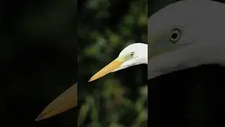 Great egret.#bird #greategret  #wildlife #wildlifevideography #birdvideo #poceviciuswildlife
