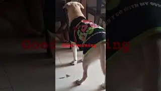 #short#video #labrador #labrador