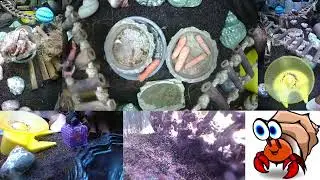 Highlights of 24x7 Hermit Crab Live Stream January 18th - January 19th 2026