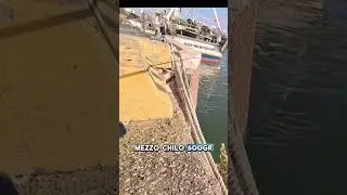 Spigola in trattenuta in forte corrente #spigola #foce#pesca