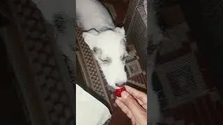 Ava Parson Russell Terrier Enjoying strawberry🍓
