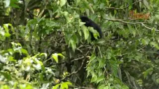 Aktifitas Lutung Budeng di Resort Selabintana - BBTNGGP