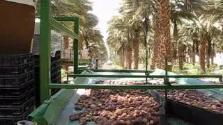 Harvesting Dates with Conveyor Belts
