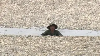 Mass fish death in Vietnam as heatwave roasts Southeast Asia | AFP