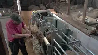 Peakhandler Crutching on the Sheep Station