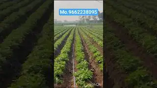 Paras krushi udhyog tractor spray pump 500ltr capacity,,,#agriculturespray #boomsprayer #farming