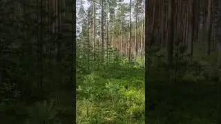 Walking through a pine forest in July. #nature #forest #travel #walking
