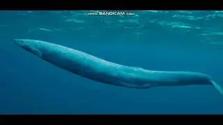 Basilosaurus Sounds