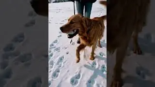 A dog and its owner&rsquo;s boots visible in POV.