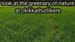 #agrianimals look at the greenary of nature at ckikkathutlikere