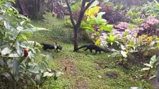 Tayra (Eira barbara)