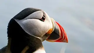 An Island Full of Puffins / Runde, Norway