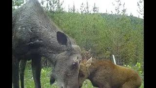 Influence of Forest Management Strategies on Ungulates and Predators in Western Canada | Webinar