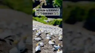 Muriwai Gannet Colony Walk | Wildlife & Coastal Views🐧🐧