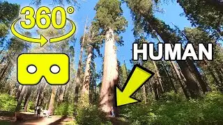 360 Virtual Reality: BIGGEST TREES IN THE WORLD!