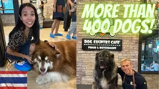 Thailand's Biggest Dog Cafe! (More Than 400 Dogs)
