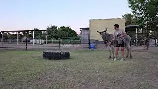 Leading, backing, and touching ears on an ear shy donkey #donkeytraining