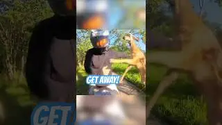 Biker gets attacked by a deer 🦌💥 (via xbikex1/ig)