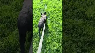 3 month old German Shepherd Tracking