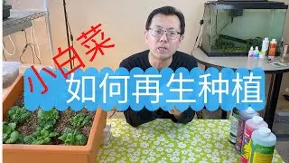 小白菜如何再生种植？再生的菜比买来的还多，看看我是怎做到的！