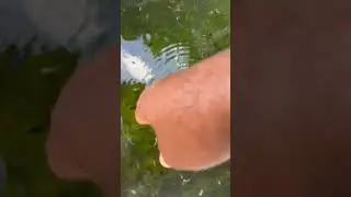 Como curarle el Polvillo a las cr&iacute;as