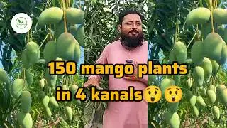 150 mango plants in 4 kanals🥭🥭#MangoSmallTreeSystem #MangoHighDensity #MangoFarming #PruningTips