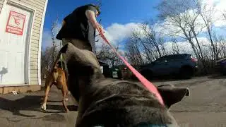 PEI Humane Society - Go Pro Shelter Dog Point of View