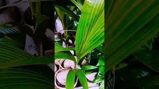 🥥 Coconut trees &pound;20 in B&Q🌴 #bargain