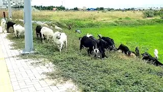 Team Goat Working To Eat Grass On The Street #animals #nature #goat #animals #My Pet VD