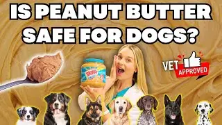 Why Peanut Butter is BAD for dogs! | Vet Simply Explains