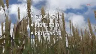 INTA Santa Cruz Cereales de Invierno en la zona sur de Patagonia