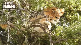Meet The Tree-climbing Lions Of Mara Ripoi Conservancy!! | Lalashe Mara Ripoi Safari