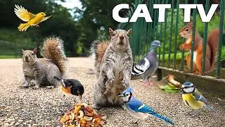 TV FOR PETS When Home Alone 🐶😸 Entertain Your Cats & Dogs with Squirrels & Birds 🐿🦜 Prevent Boredom