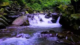 Forest Stream Clear Running Flow | Mountain Water & Deep Sleep White Noise Ambience
