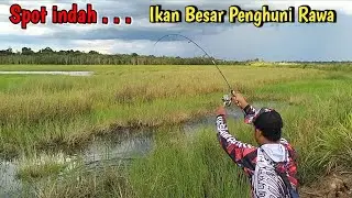 PERLAWANAN SENGIT PREDATOR AIR TAWAR PAPUA II Casting Ikan Gabus di Rawa II Mancing Liar #MLP-21