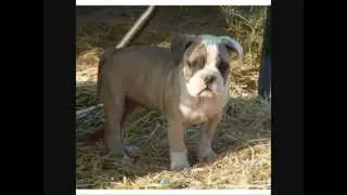 Все породы собак.Алапахский чистокровный бульдог / альпаха (Alapaha Blue Blood Bulldog)