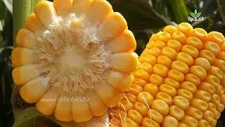 هذه هي أصناف الذرة التي تقترحها أكروسيم  على مزارعي الأعلاف ومنتجي الحليب بسوس