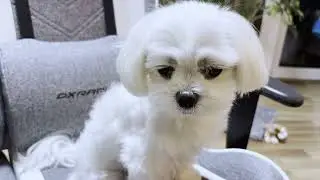 I Did't Take Care Of My Maltese Dog And THIS Happened!