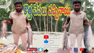 కొత్త చేపలు వచ్చినాయి #best dryfish #BT Dryfish videos #dryfish #dryfish cutting #viralvideos #fish👍