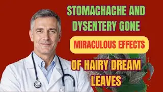 Hairy dream leaf - A reliable remedy for dysentery, stomachache and indigestion