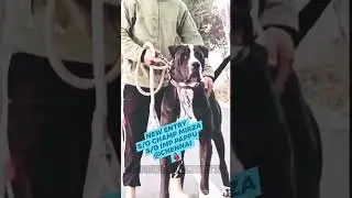 Biggest Pakistani Bully in Tamilnadu | #shorts #bullykutta #indianmastiff #pakistanibully  #alangu