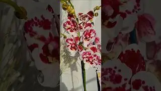 Untold stories Бабочка 🦋  