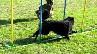 Agility Skofja Loka 2010 - Grom - slalom