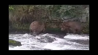 7.8.2025 - 602 Dominance or intimidation - Brooks Falls Katmai